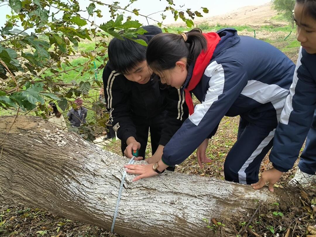 株洲市芦淞区莲塘小学开展桑树保护实践活动，强化生态保护意识