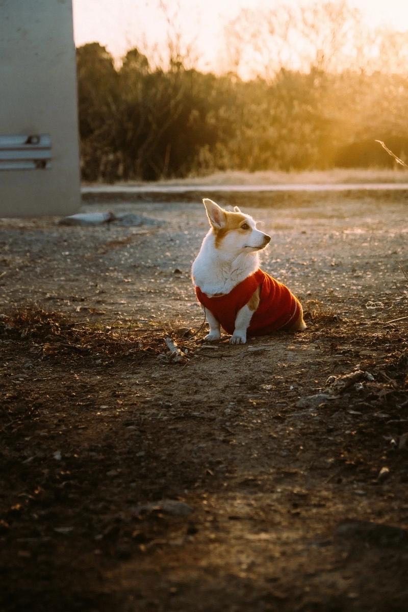 家养犬猫打过疫苗 被抓伤咬伤也不能大意