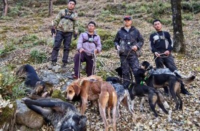 60万元打300头野猪 “野猪猎人”成新职业