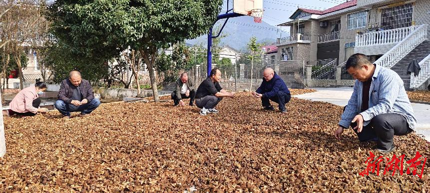 沅陵油茶：   產(chǎn)業(yè)興林富農(nóng)的綠色華章