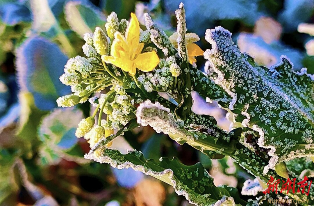 节气湖南·物候|冬至：寒韵新象 歌颂生命