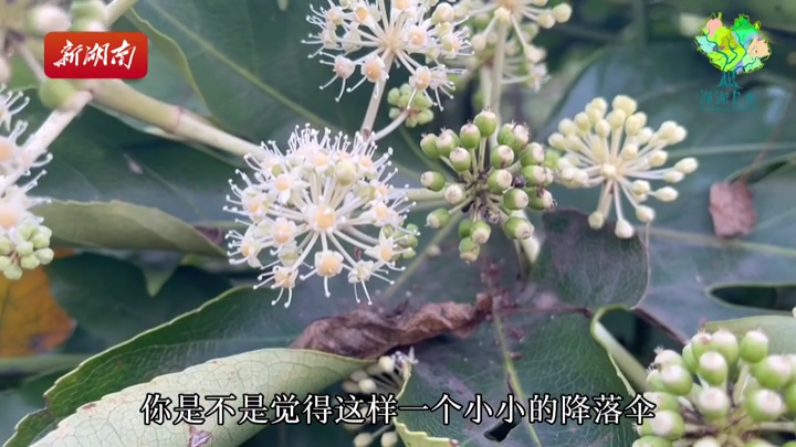 节气湖南·小小物候推荐官|冬至：白昼渐长，生机萌动