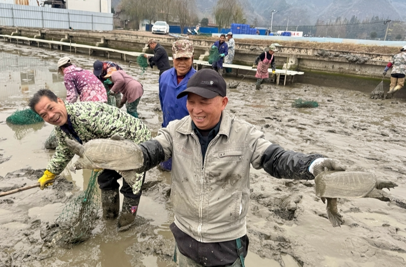 生態(tài)甲魚走俏市場