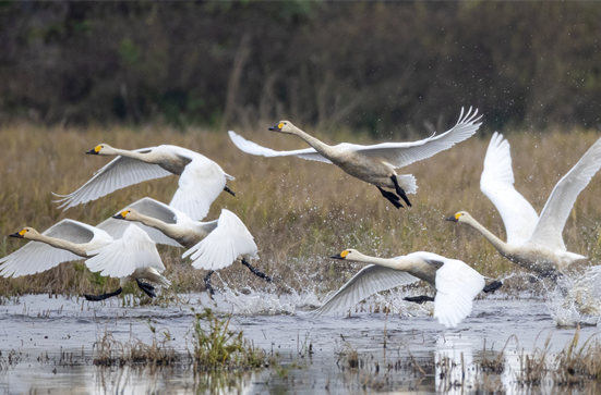 13th Dongting Lake International Bird Watching Festival to Be Held