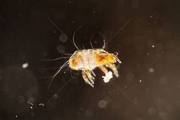 尘螨喜欢潜伏在何处？留意室内尘螨暴露9大风险点