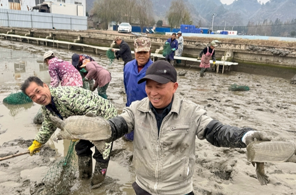 Eco-friendly Soft-shelled Turtles Popular in Market