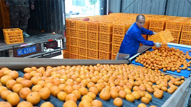 Tangerines Exported to Overseas Markets