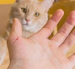 撸猫一时爽  当心猫抓病