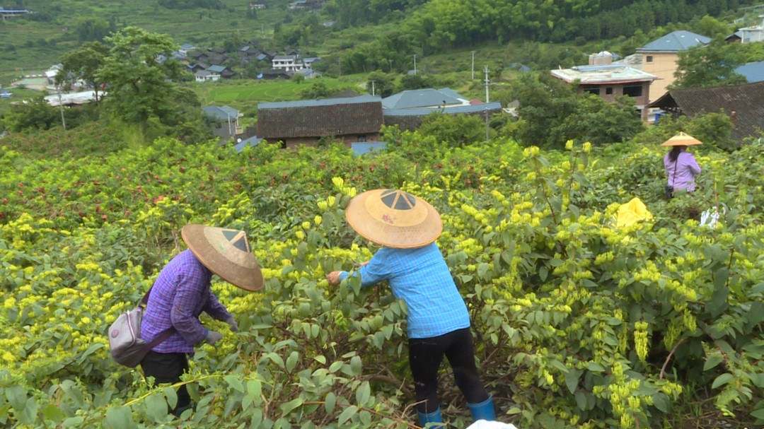 中方：办好民生实事 助推山银花产业发展