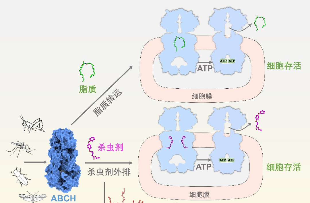 我科学家破解害虫防御和解毒机制