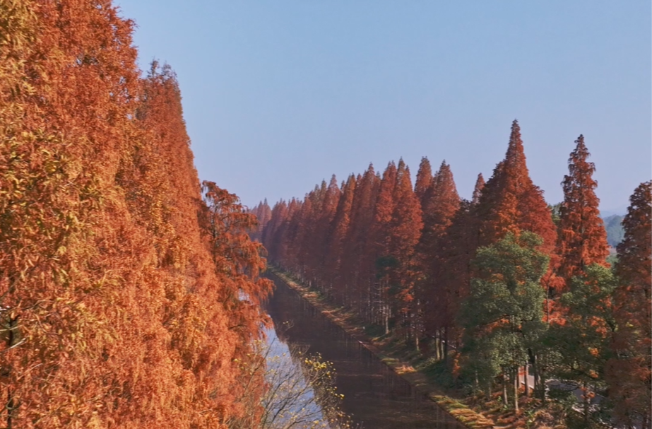 冬路｜水杉如火！村民50年前喊着“号子”栽下的护堤树今成胜景