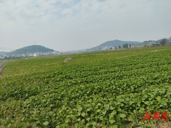 洞口法院助力黃橋村“六零”工作，建設千畝油菜基地探索鄉(xiāng)村振興新道路