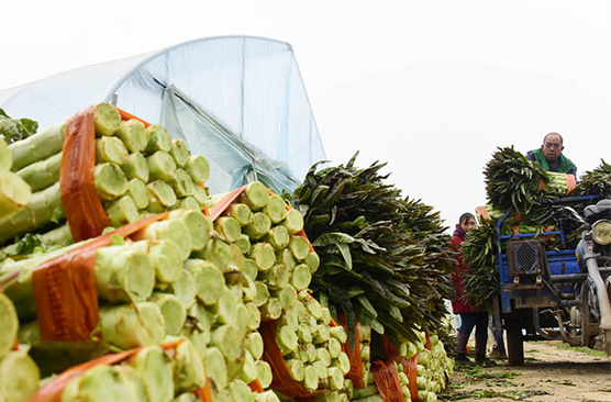 Celtuces to Be Supplied to Greater Bay Area