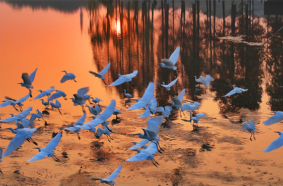 Ecological Efforts Bring More Birds to Nanhu Park