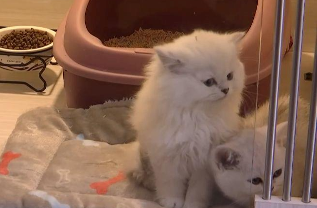 假期出去玩 🐱🐶在家怎么办？宠物寄养、托运了解一下