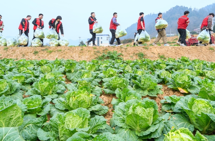 助農(nóng)搶收“訂單白菜”