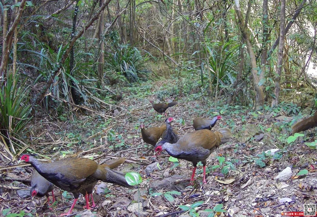 宜章縣騎田國有林場：珍稀鳥類頻“出鏡”