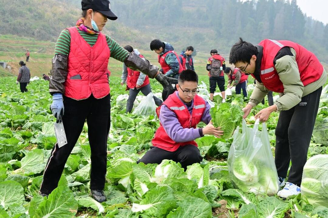 吉首市石家沖街道：師生助力蔬菜搶收 青春賦能鄉(xiāng)村振興