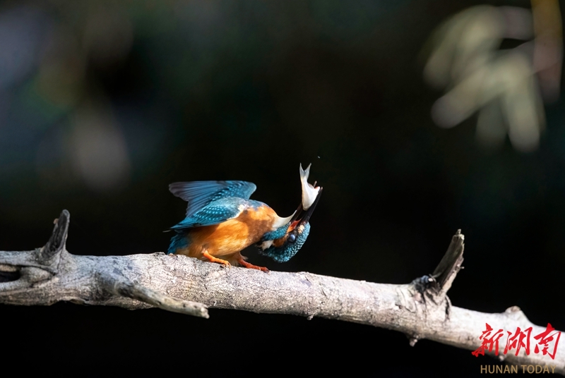 翠鳥捕魚 技藝高超