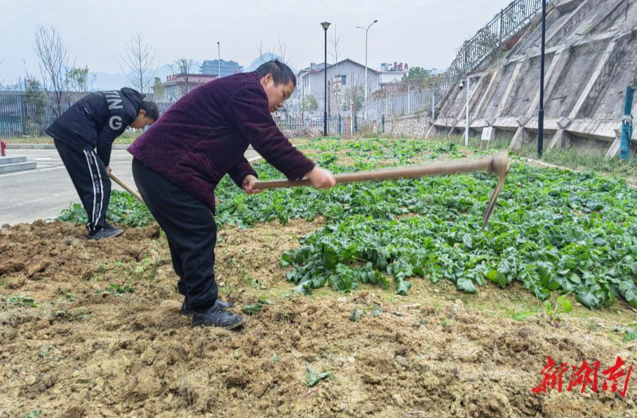 爱心菜地结硕果 残疾人托养中心庆丰收