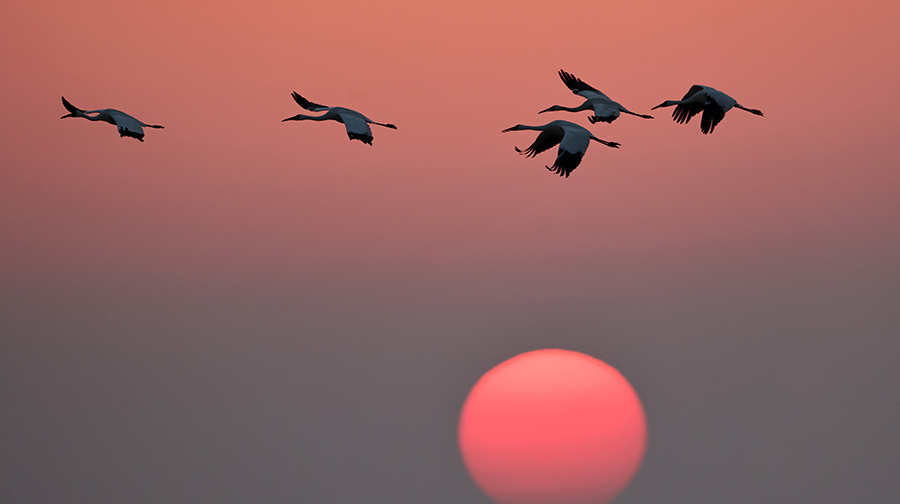 鹤舞夕阳