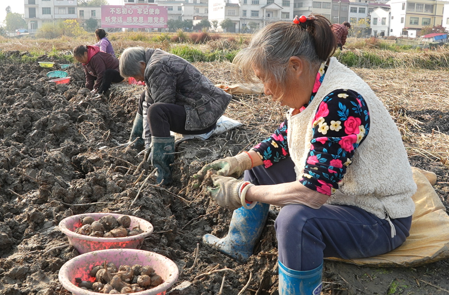 道县：马蹄喜获丰收 农户采挖忙