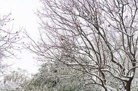 今晚起湖南有降雪