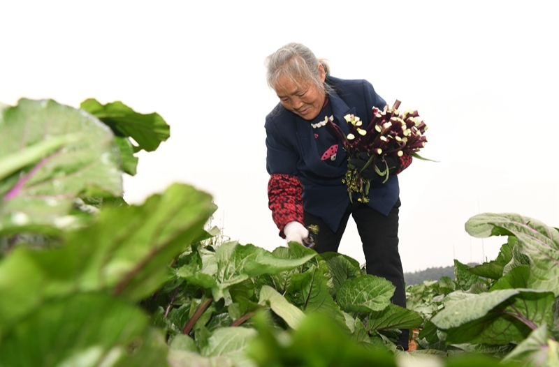 蔬菜轮作效益高