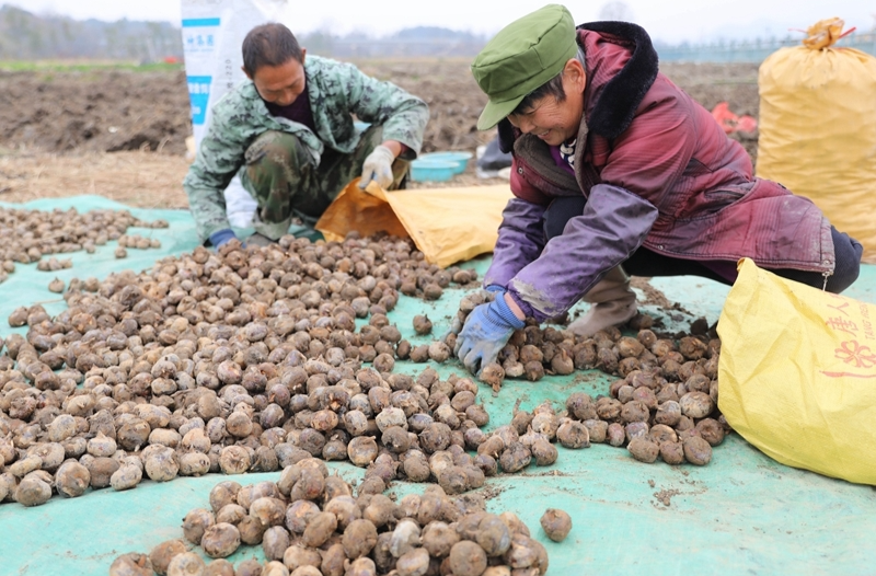 荸荠采挖 助农增收