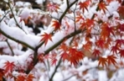 今日有雪？长沙即将“火箭式”升温？关于长沙的这些新鲜事，千万别错过！