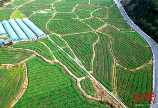 农技服务入田间 油菜地里冬管忙