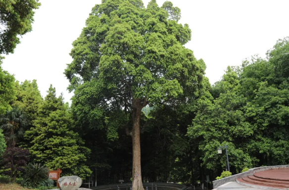 金洞：大山深处楠木香