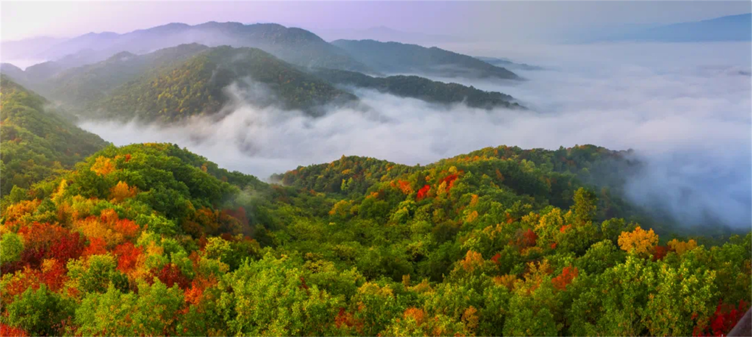 致力开掘兴绿活力源 ——“绘就绿水青山新画卷”系列报道之三