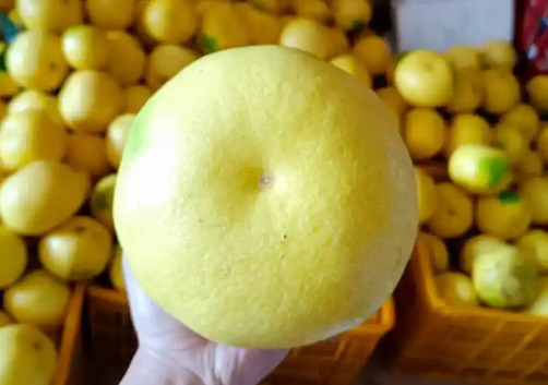 为什么降压药与葡萄柚不能同时吃？