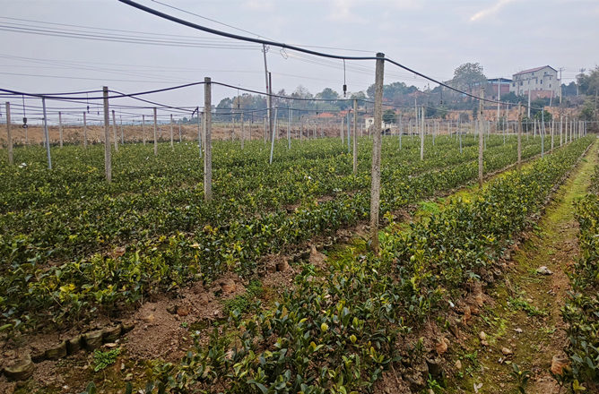 新春走基层｜小小油茶果“链”上大产业