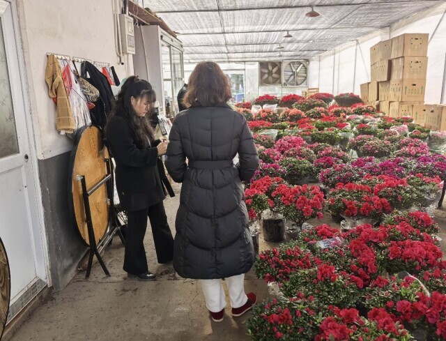 年宵花进入销售高峰，平均降价10%