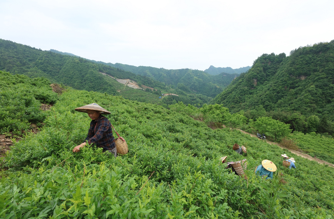 经济微观察丨永定区：“张家界莓茶”长成大产业@湖南日报要闻头条