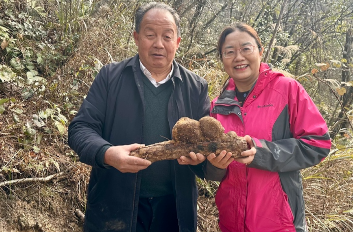 靖州在国家权威机构见证下成功采挖到野生鲜茯苓，对于科研和茯苓产业可持续发展具有重要意义