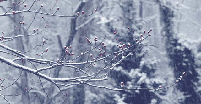 江南等地大寒开场暖意明显，未来三天我国大部雨雪稀少