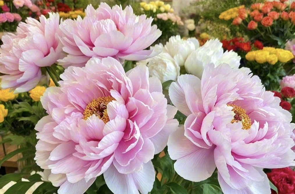 《国色芳华》热播，牡丹成年宵花“黑马”