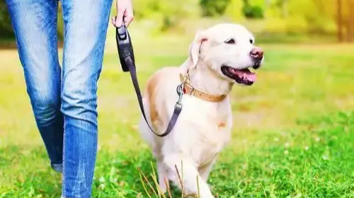 花8000元送去宠物学校的狗挨了打 记者调查驯犬市场乱象