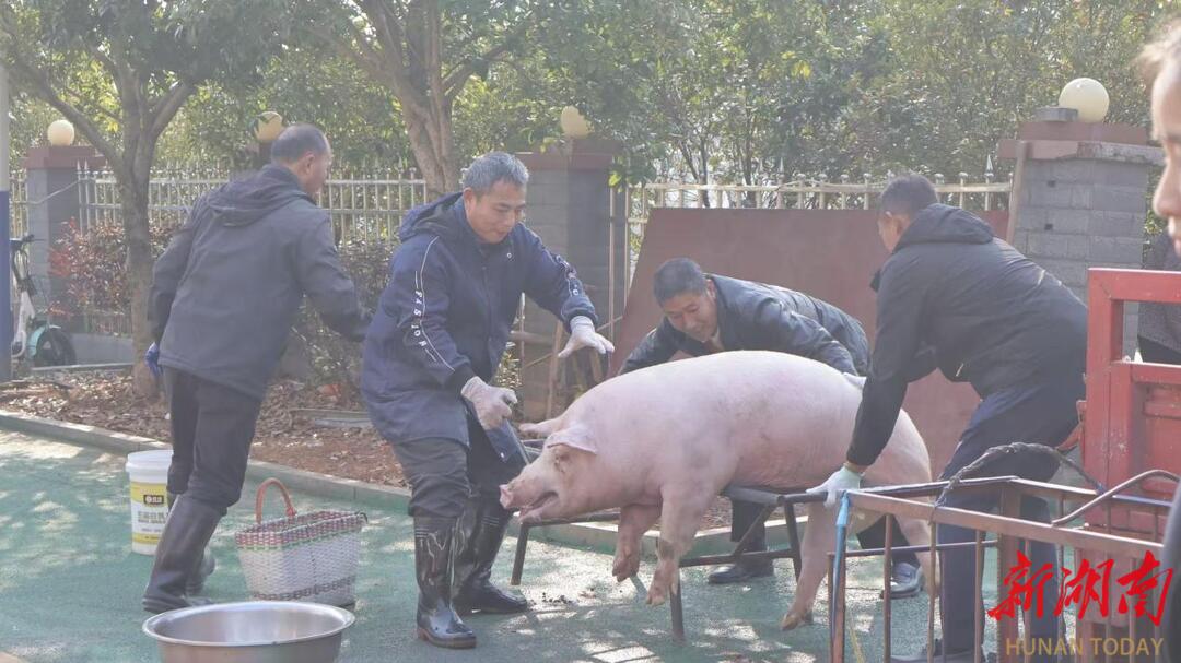 新春走基层|农业银行衡阳分行助力乡村“猪”事顺利