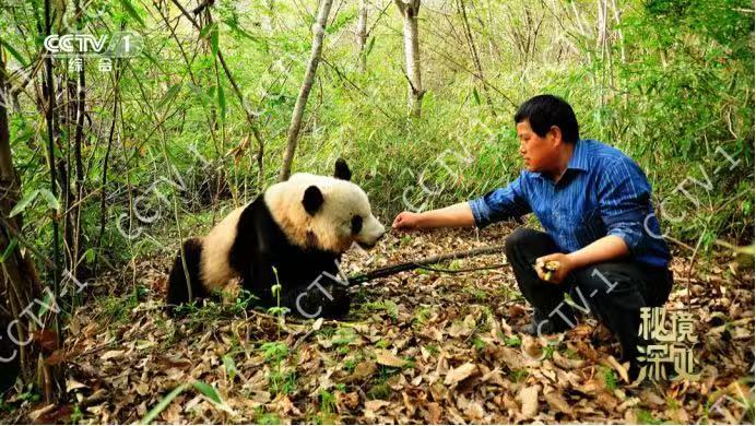 罕见！野生大熊猫养育宝宝视频首次发布！