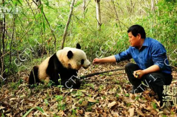 罕见！野生大熊猫养育宝宝视频首次发布！