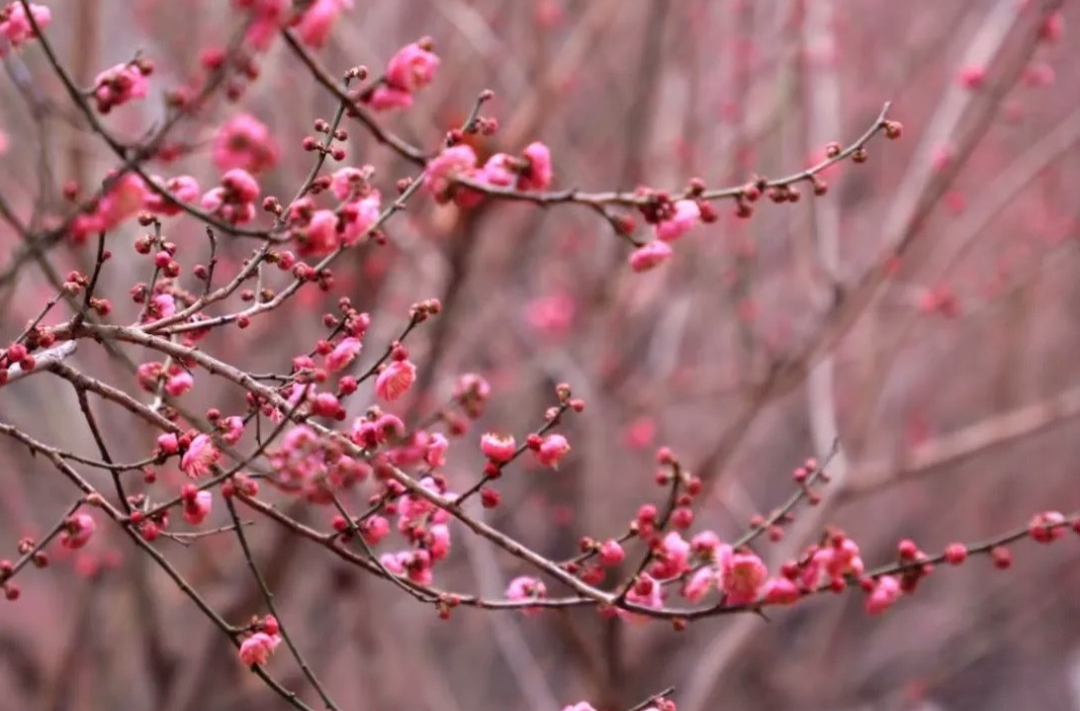 春节，梅花、茶花开正艳