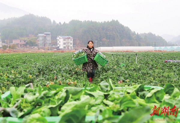 采收蔬菜保供应@湖南日报图片新闻