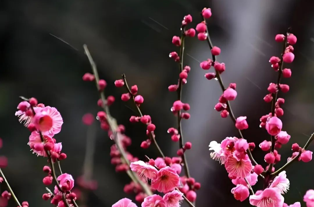 梅花留芳入新年