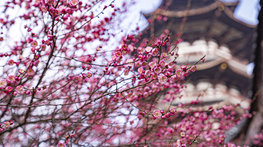 立春到  梅花开