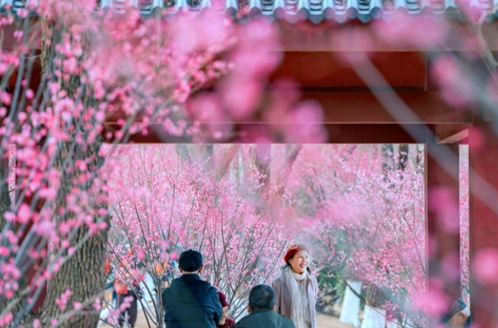 Red Plum Blossoms Bloom at Hunan Martyrs Park