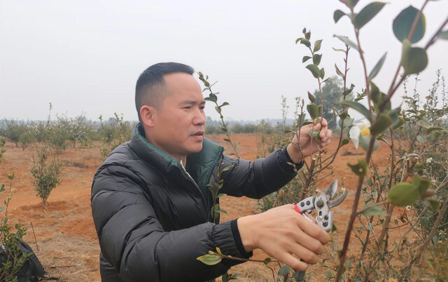 湖南油茶产业挑战“靠天吃饭”